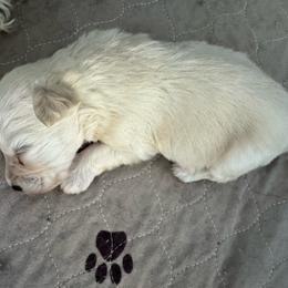 Male - Wheaten male Miniature Schnauzer puppy in Pearland, Texas from K & S Schnauzers
