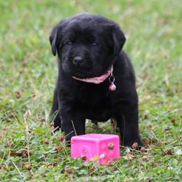 Labrador Retriever Puppies from Prebleridge Acres