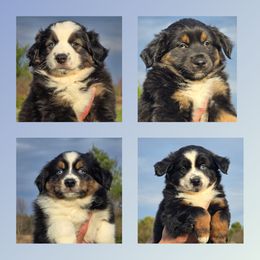 Miniature Australian Shepherd Puppies from AMY DRAKE