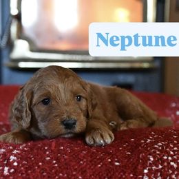 Neptune - Red  female Goldendoodle puppy in Dallas, Oregon from Angel Mortenson