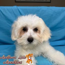 LUCAH - White male Maltipoo puppy in Pisgah, Alabama from Mashburns Little Munchkins
