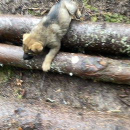German Shepherd Puppies from Von Overen German Shepherds