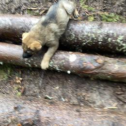 German Shepherd Puppies from Von Overen German Shepherds