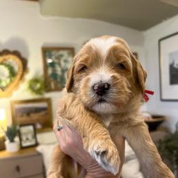 Snickerdoodle - Apricot male Goldendoodle puppy in Hollister, Missouri from Wild Acres Goldendoodles