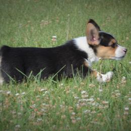 Pembroke Welsh Corgi Puppies from The Blessed Herd