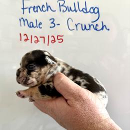 Crunch - Tricolors male French Bulldog puppy in Zionsville, Indiana from Midwest Bulldogs