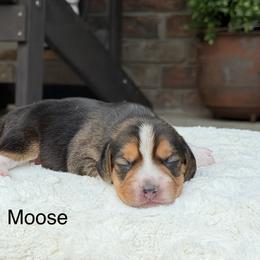 Moose - Black tan and white male Beagle puppy in Mansfield, Missouri from Rippee Creek Kennel