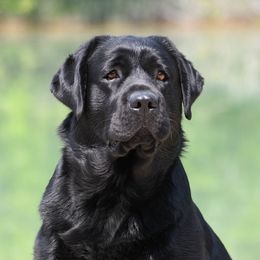 Nova - Labrador Retriever