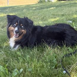 ASPEN - Australian Shepherd
