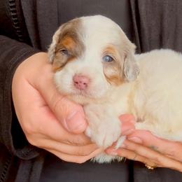 Hermione - PURPLE - White female Bernedoodle puppy in Gilbert, Arizona from Azbernedoodlepuppies