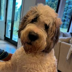 Bailey - Saint Berdoodle