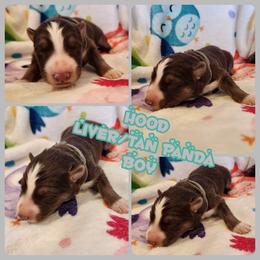 Hood - Panda male German Shepherd puppy in Los Lunas, New Mexico from Mali's German Shepherds