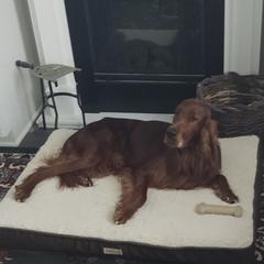 Irish Setters from Catherine Powell