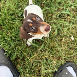Buzz - Chocolate and tan male Dachshund puppy in Lebanon, Tennessee from Thomas Dachshunds