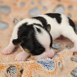 Jon - White black and tan male Papillon puppy in Conetoe, North Carolina from Southern Belle's Biewer Terriers & Papillons