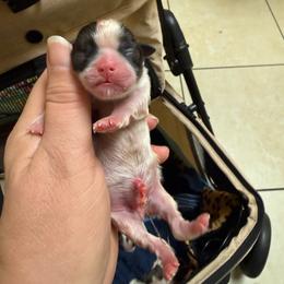 Boy 2 - Red and white male Shih Tzu puppy in Berkeley Springs, West Virginia from Sandridge Shih Tzus