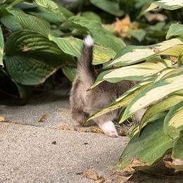 Pembroke Welsh Corgi Puppies from A&A’s Adorable Corgis