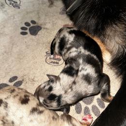 Sarah - Blue merle female Miniature Australian Shepherd puppy in Asheboro, North Carolina from Stellar Aussies