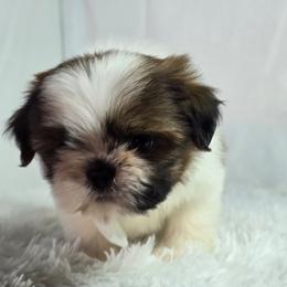 Lucy - Silver gold and white female Shih Tzu puppy in Hialeah, Florida from Shih Tzu Miami