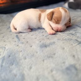 Josephina - Piebald female Dachshund puppy in Marion, Ohio from Doodles & Doxies