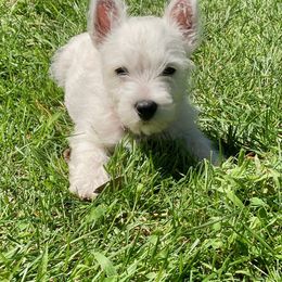 West Highland White Terrier Puppies from Sand Dollar Westies of Delaware