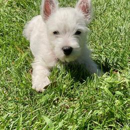 West Highland White Terrier Puppies from Sand Dollar Westies of Delaware