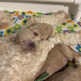Teal Collar - Cream female Goldendoodle puppy in Portland, Tennessee from Happy_Tails_by_TJ