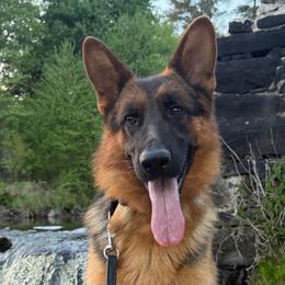 German Shepherd puppies from He Reigns
