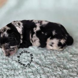 Oreo - Blue merle male Aussiedoodle puppy in Ashton, Idaho from Kerr Kanine Ranch