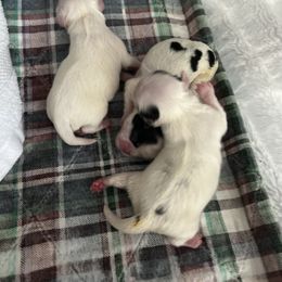 Girl 1 - Black and white female Japanese Chin puppy in Little Rock, Arkansas from Montra Japanese Chin & Cavalier King Charles Spaniels