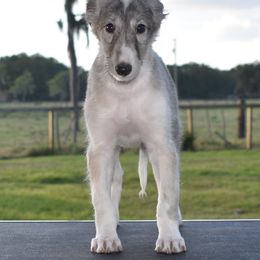 Silken Windhound Puppies from Jennifer Ceballos