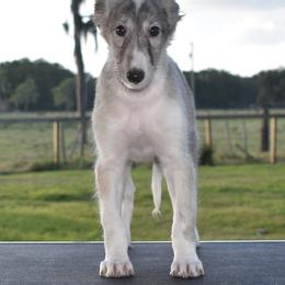 Silken Windhound Puppies from Jennifer Ceballos
