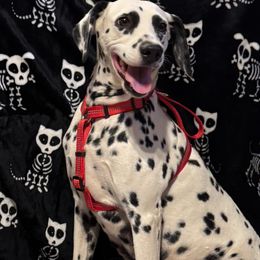 “Raya” - Dalmatian