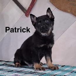 Boy 6 - Black and tan male German Shepherd puppy in Whitehouse, Ohio from Providence Landhaus