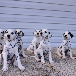 Dalmatian and Labrador Retriever Puppies from CountrySide Dalmatians & Locks of Love Labradors