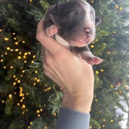 Toast - Blue merle male Border Collie puppy in Centerton, Arkansas from Chappell Breeding
