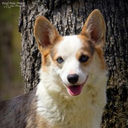 Taffy - Pembroke Welsh Corgi