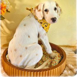 Mufasa (LUA Lemon Longcoat) - White and lemon male Dalmatian puppy in Salem, Missouri from Paradise Spots Dalmatians