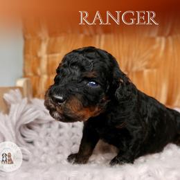 Ranger - Phantom male Bernedoodle puppy in Bowling Green, Ohio from Windy Creek Doodles