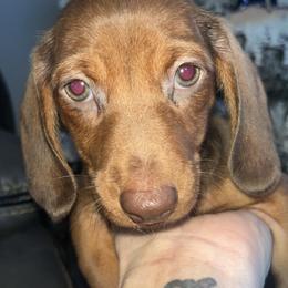 Brownie - Red male Dachshund puppy in Dayton, Ohio from Mrs. Tucks Waggin’ Weenies