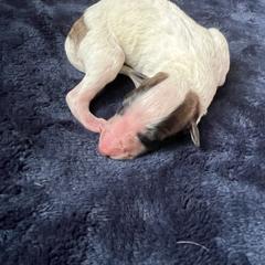 Claire - Red female Borzoi puppy in Clinton, Tennessee from Ivanhoe Borzoi