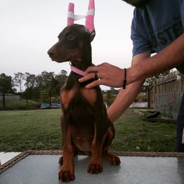 Doberman Pinscher Puppies from Franklin Dobermans