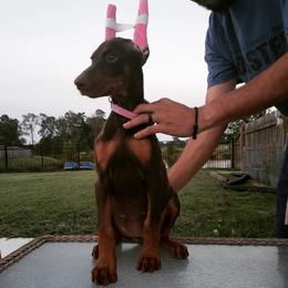 Doberman Pinscher Puppies from Franklin Dobermans