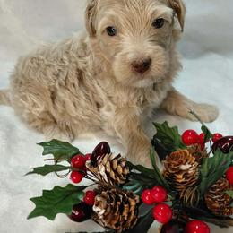Mack - Cream male Goldendoodle puppy in Eau Claire, Wisconsin from Fisher River Doodle's