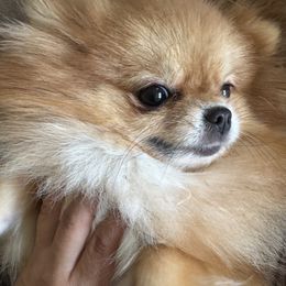 Pomeranian puppies from Strawberry Puppies