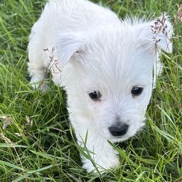 Tucker - White male West Highland White Terrier puppy in Park Rapids, Minnesota from Peggy’s Terriers