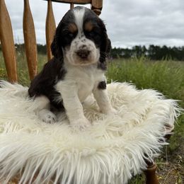 English Springer Spaniel Puppies from Currahee Fields Springers