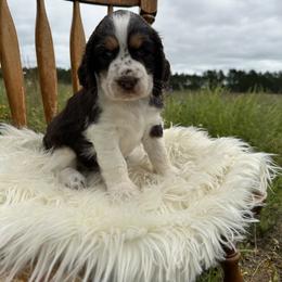 English Springer Spaniel Puppies from Currahee Fields Springers