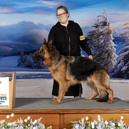 annie - German Shepherd