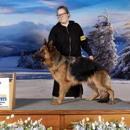 annie - German Shepherd